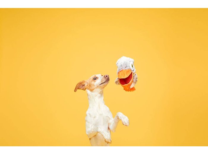 BARK Big Bill & Beak-A-Boo Fish