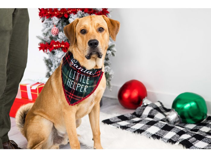 Santa's Little Helper Christmas Dog Bandana, M/L