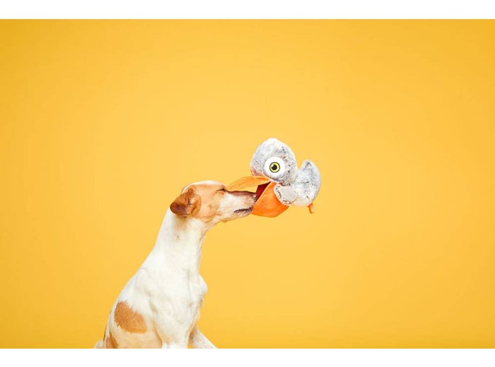 BARK Big Bill & Beak-A-Boo Fish