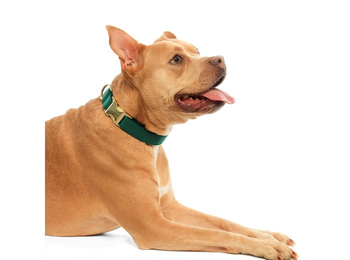 Forest Green Velvet Holiday Day Dog Collar M Gold