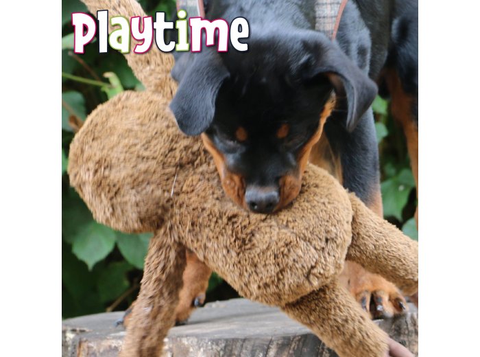 Ancol Playtime Sleepy sloth Plush Dog Toy