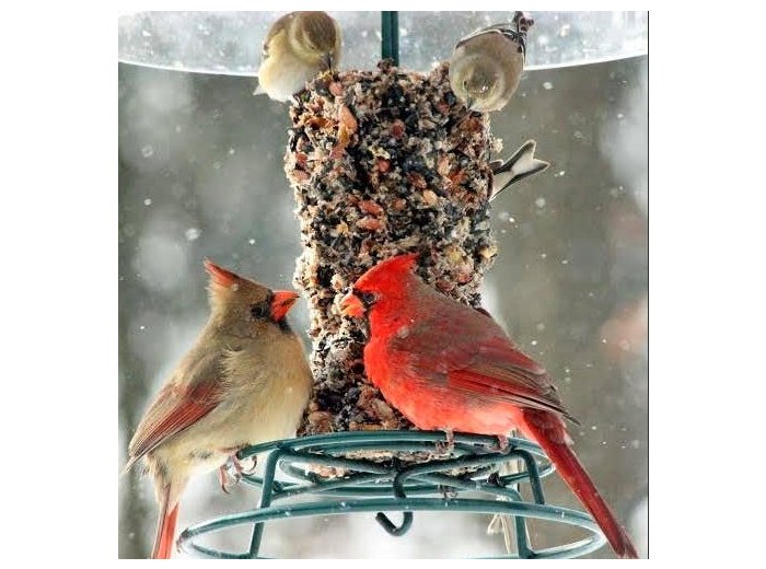 Bugs, Nuts, & Fruit Cylinder - Small