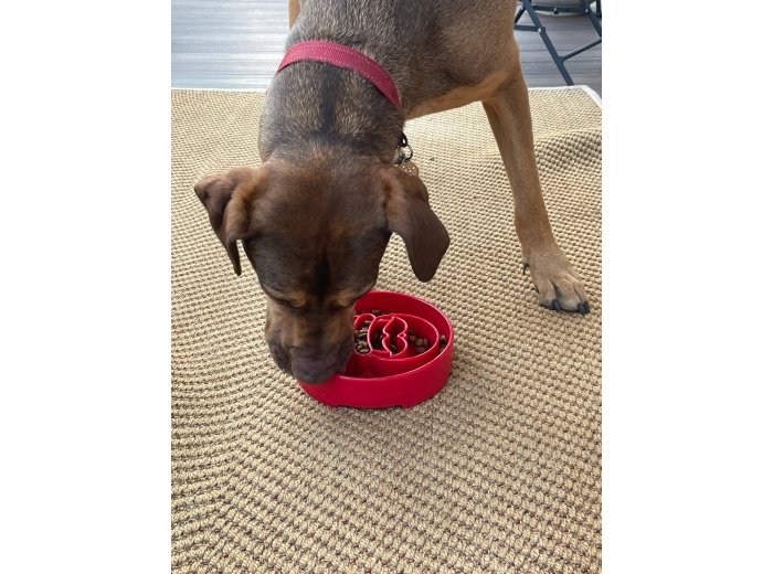 Santa Design eBowl Enrichment Slow Feeder Bowl for Dogs