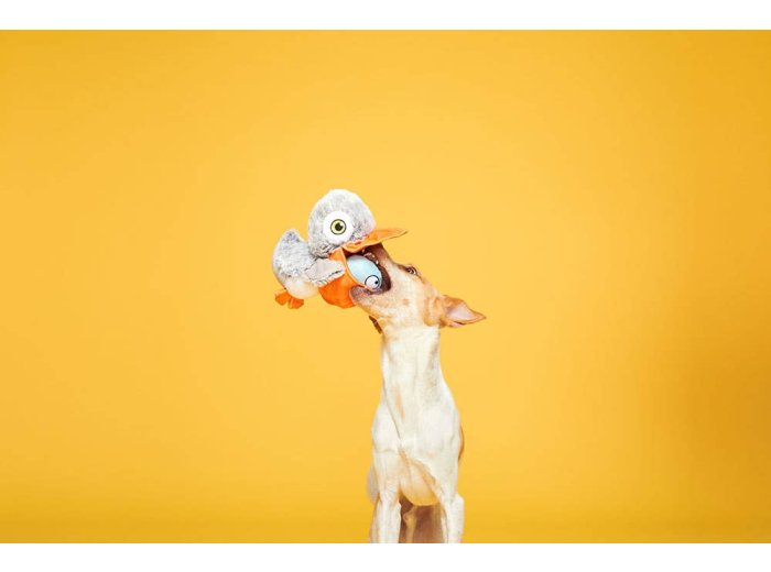 BARK Big Bill & Beak-A-Boo Fish