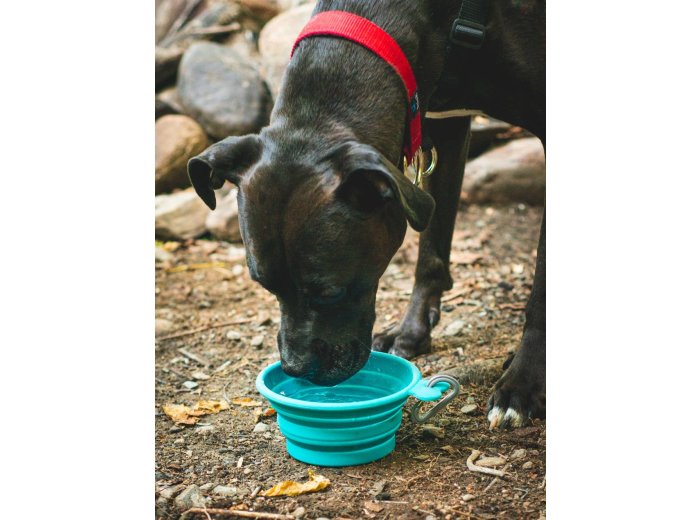 Messy Mutts Silicone Collapsible Bowl Blue