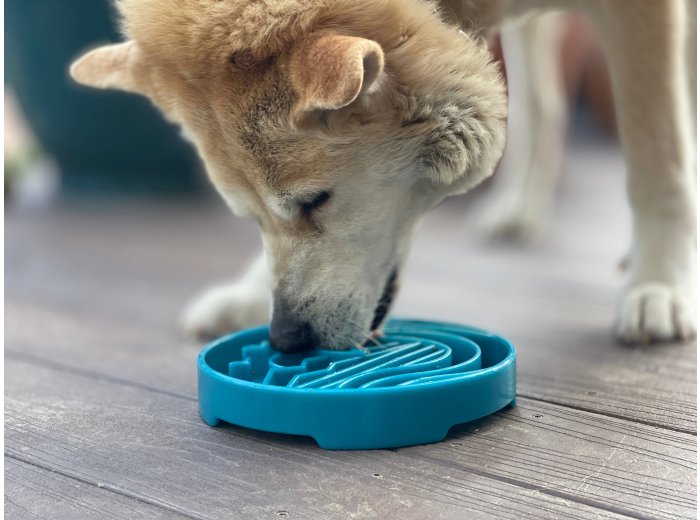 Baja Design eTray Shallow Slow Feeder Bowl for Dogs