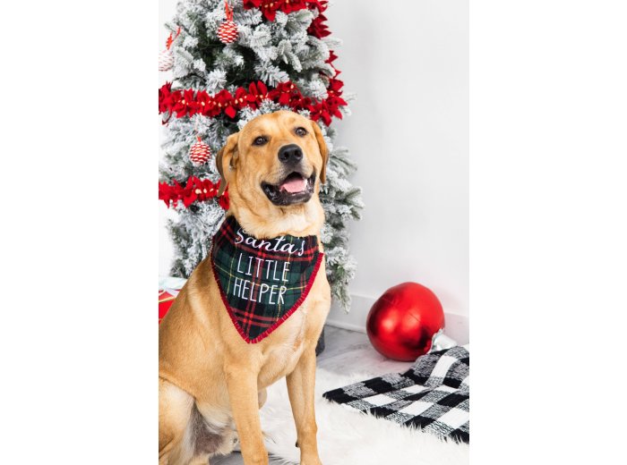 Santa's Little Helper Christmas Dog Bandana, M/L