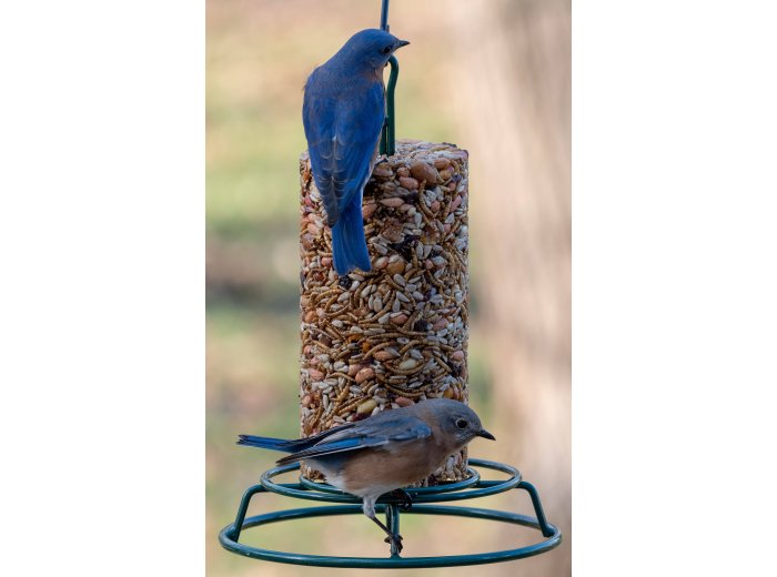 Bugs, Nuts, & Fruit Cylinder - Small