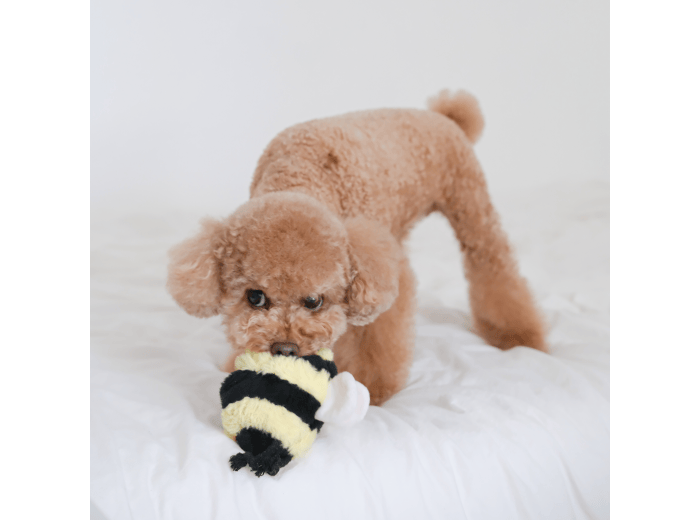 WHOLESALE BEE POP