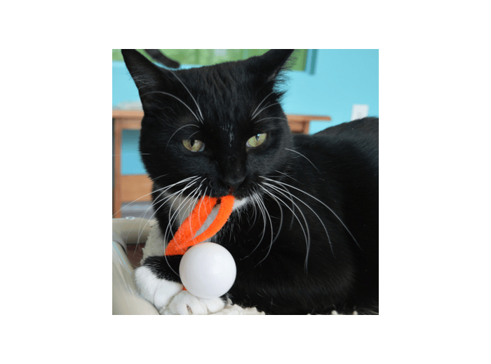Wiggly Pong - Cat Toy Plastic Pong Ball Enclosed in poly bag with 4x2 header card
