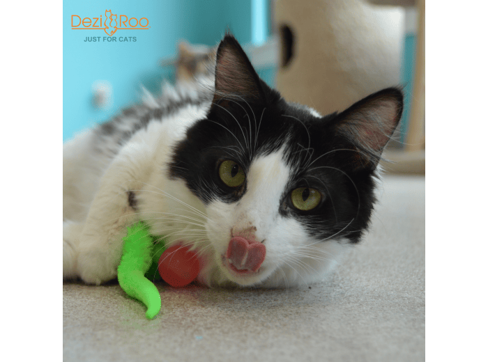 Wiggly Glow - Glow in the Dark Cat Toy Bouncy Ball In poly bag with 4 x 2 header card