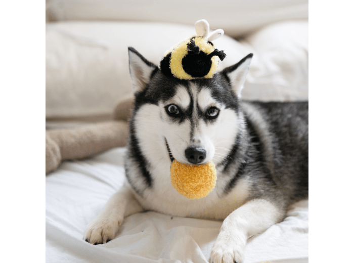 WHOLESALE BEE POP