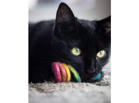 Spring Eco Toy Rainbow