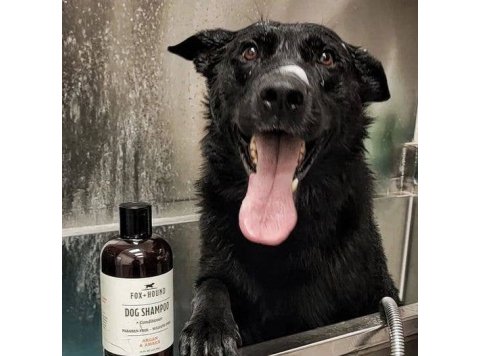 WHOLESALE DOG SHAMPOO + CONDITIONER FOX + HOUND ARGAN & AMBER