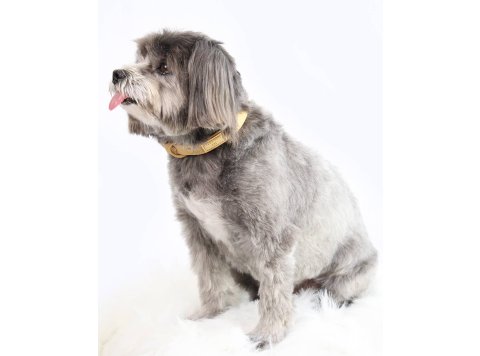 Soft-Touch Waterproof Dog Collar (Small, Medium, Large Dogs) Brown