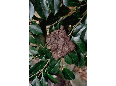 BEAVER | Freeze-Dried Dog + Cat Treat 1.5 oz