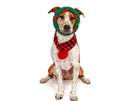 Green Ring with Red Bones Dog Rope Toy (Small - 4")
