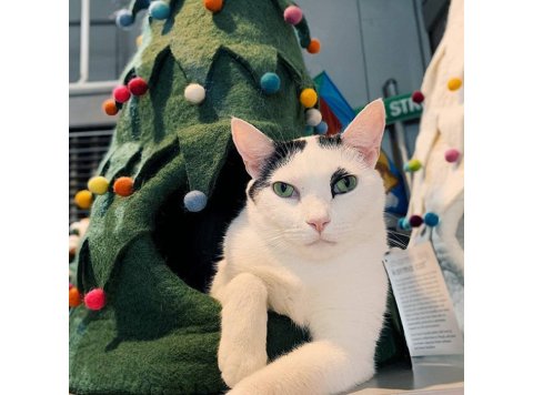 Holiday Tree Wool Pet Cave White