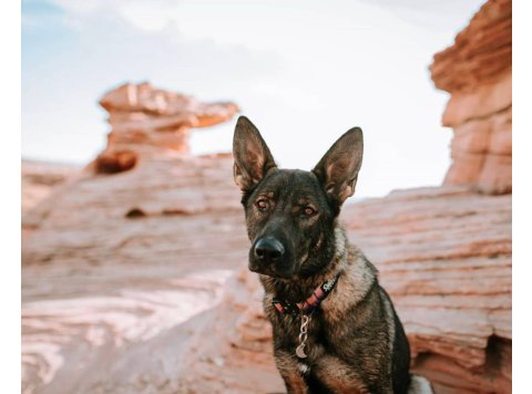Mountain Sunrise Dog Collar M