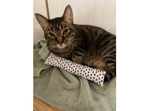 Cat nip kicker Cat theme