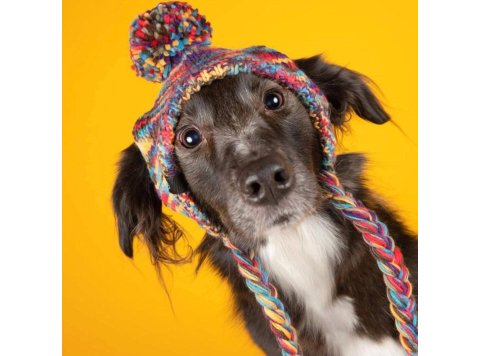 Knit Pom Pom Dog Beanie Hat - Kaleidoscope S (10-15lbs/4.5-7kg)