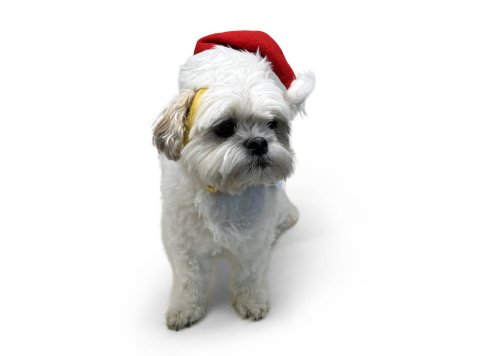 Santa Hat S