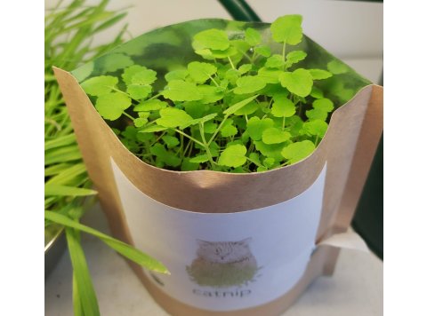 Garden in a Bag | Catnip | Great Christmas Gift idea