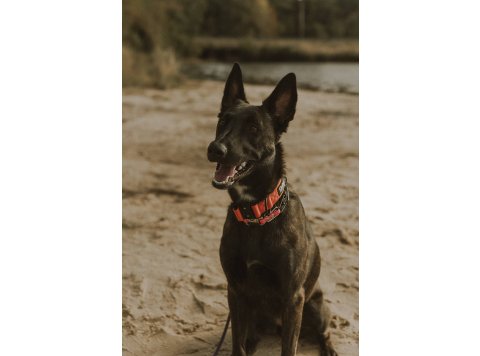 Burnt Orange Premium Dog Collar Medium