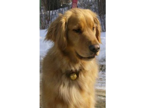 Dog Collar Bells - #2 Bell Orange