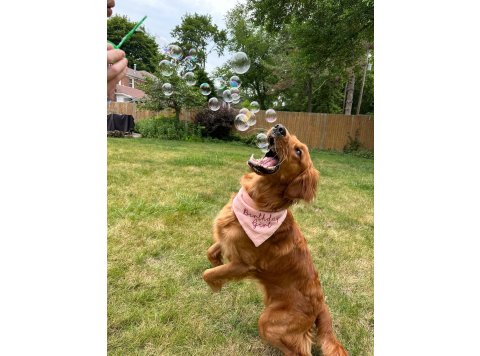 BubbleLick™ Pets Maple Bacon