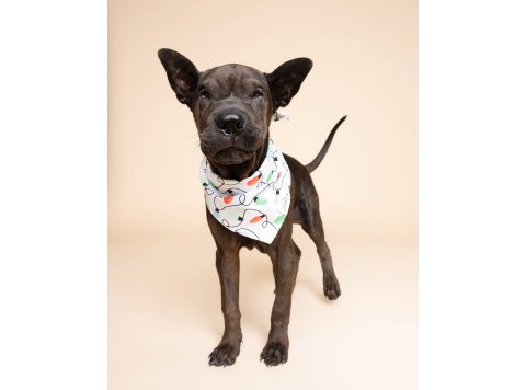 Twinkle Christmas Dog Bandana XL