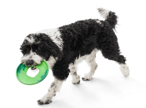 Sailz® Dog Flying Disc Fetch Toy Emerald