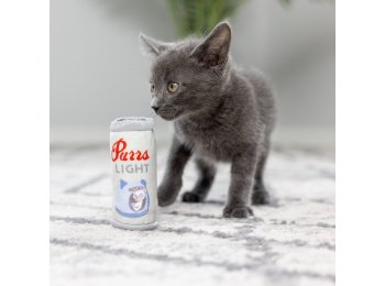 Purrs Light For Cats