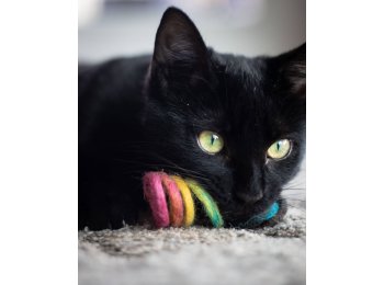 Spring Eco Toy Rainbow