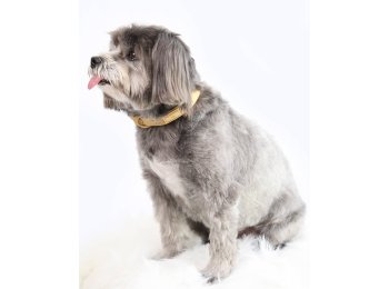 Soft-Touch Waterproof Dog Collar (Small, Medium, Large Dogs) Brown