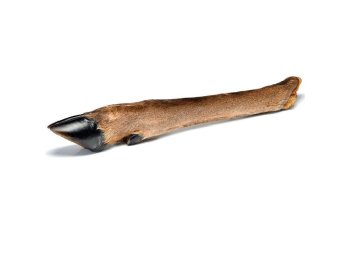Hairy Doe Leg