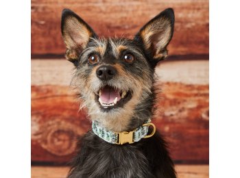 Gray Malin x TFD Snowy Pines Dog Collar XS