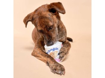 Toilet Paper Nosework Toy