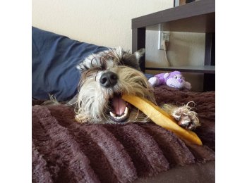 Gold Yak Dog Chews - 5 Pound Bag