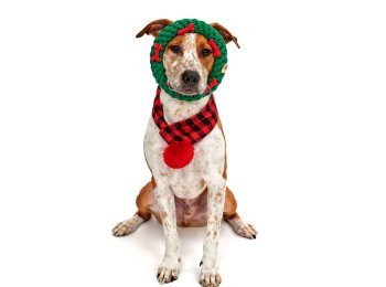 Green Ring with Red Bones Dog Rope Toy (Small - 4")