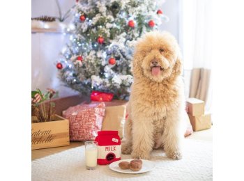 Holiday Zippy Burrow - Santa's Milk and Cookies - Christmas Dog Toy