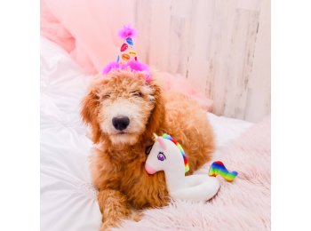 H&K Party Hat Party Time Pink with SnugFit® LG