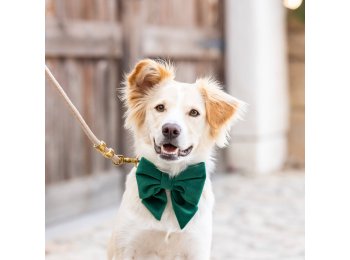 Forest Green Velvet Holiday Lady Dog Bow Large