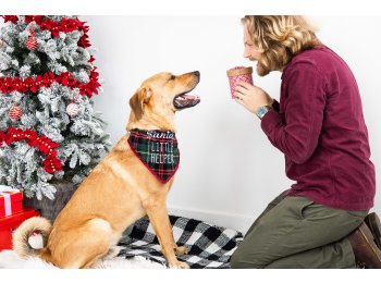 Santa's Little Helper Christmas Dog Bandana, M/L