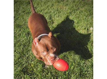 MKB Football - Chew Toy - Treat Dispenser - Large