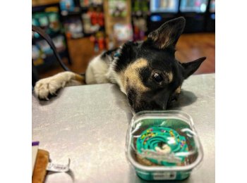 Hey Don't Forget the Cat Treats & Cakes Mini Freeze Dried Cake with Icing Blue