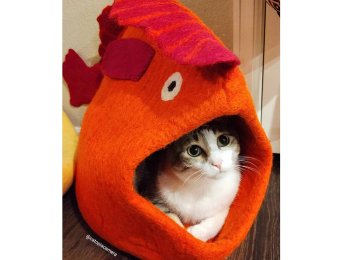 Fish Wool Pet Cave Grey White
