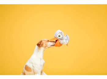 BARK Big Bill & Beak-A-Boo Fish