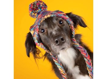 Knit Pom Pom Dog Beanie Hat - Kaleidoscope S (10-15lbs/4.5-7kg)