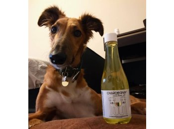 CharDOGnay Fish Oil + Bone Health Dog Wine Liquid Supplement